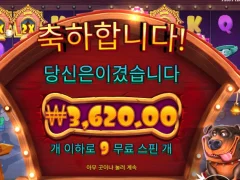 도그하우스 멀티홀드 ㅅㅅ
