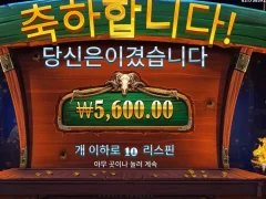 카우보이 아저씨 감 잃었네