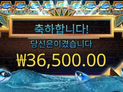 프라그마틱 피쉬아이 분발부탁해